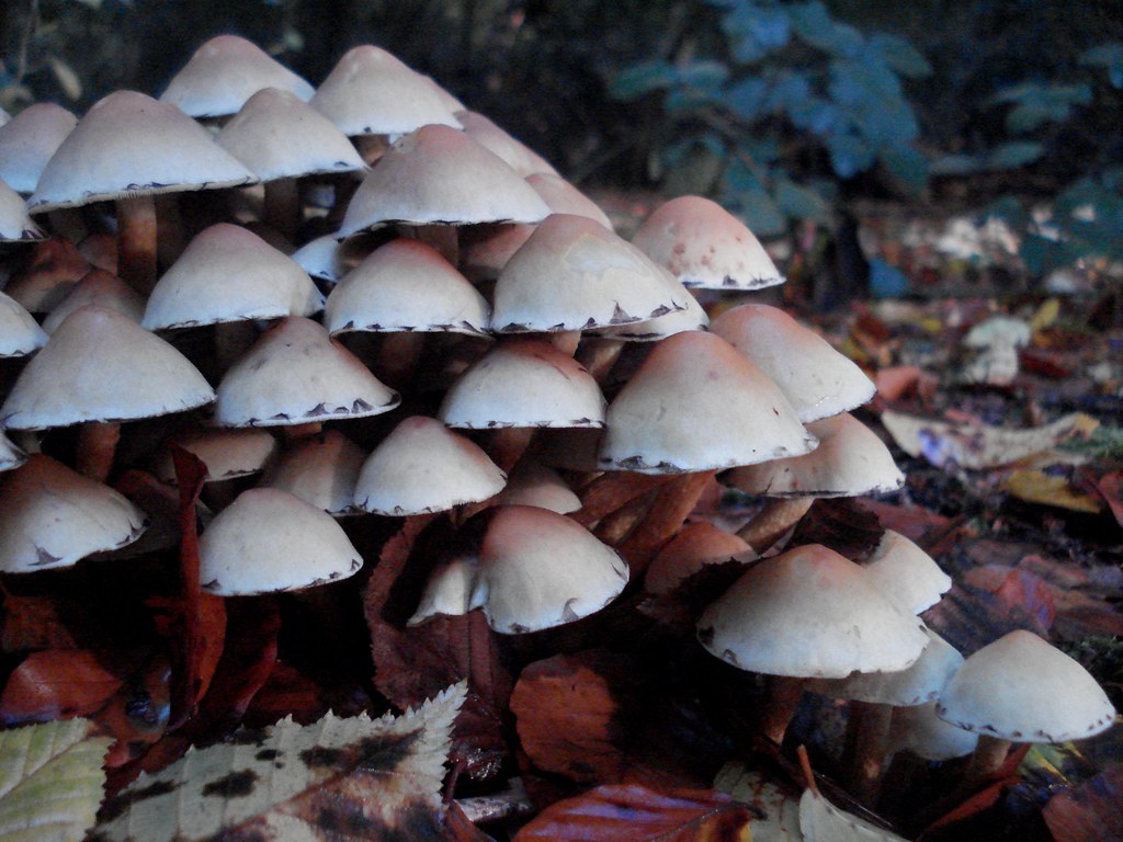 Mushroom Mountain Nature Scenes Bryan Flickr