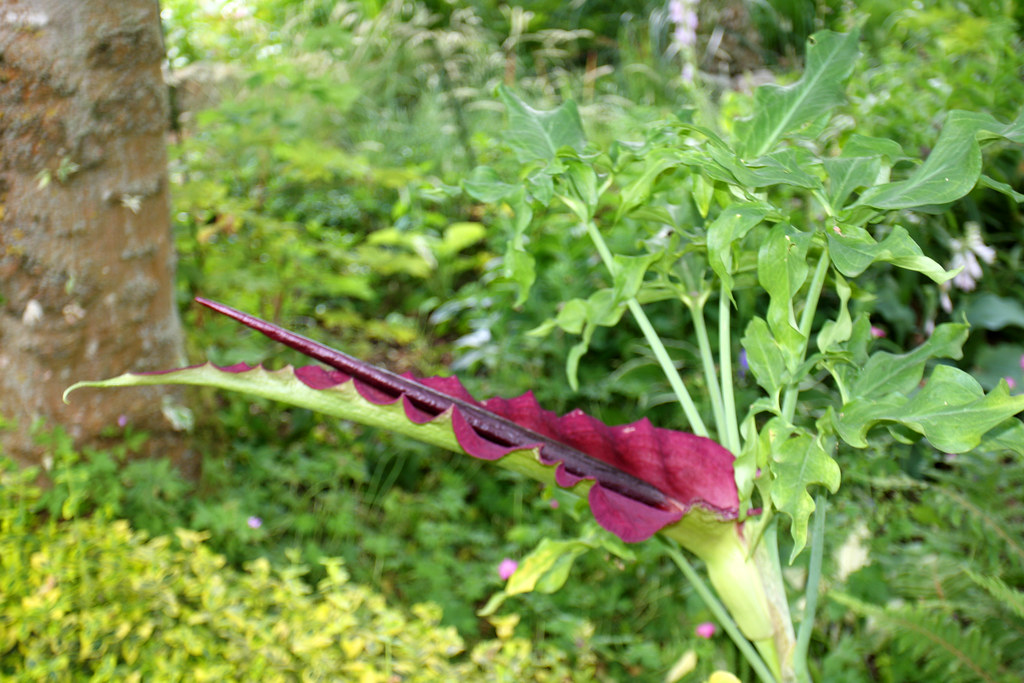 Voodoo Lily A special plant in our garden. Dracunculus vul… Flickr