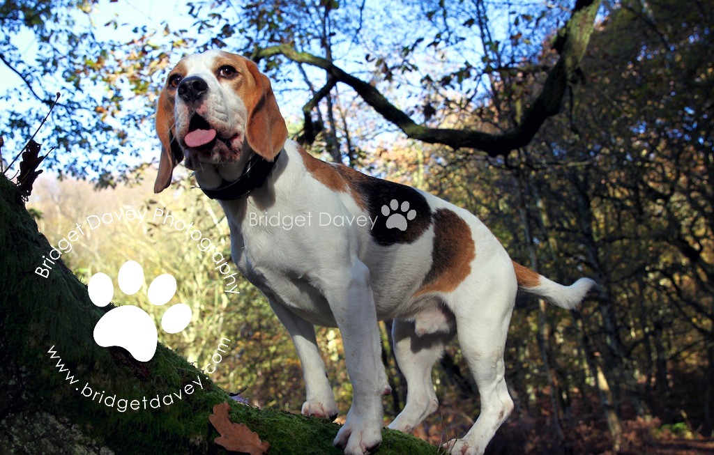 Porthos Beagle Pet Photography Leighton Buzzard (Stockgr… Flickr