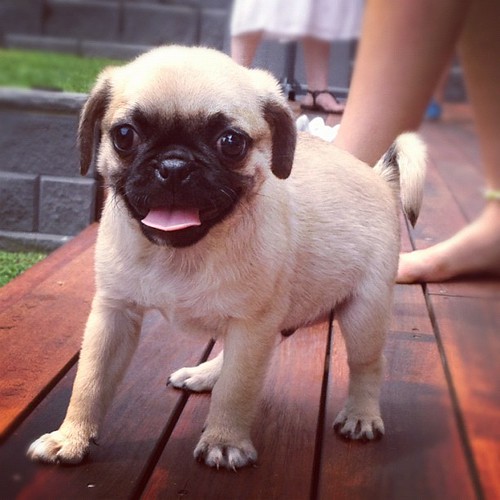 Meet Rocky, a Pug cross Jack Russell puppy cute Tony