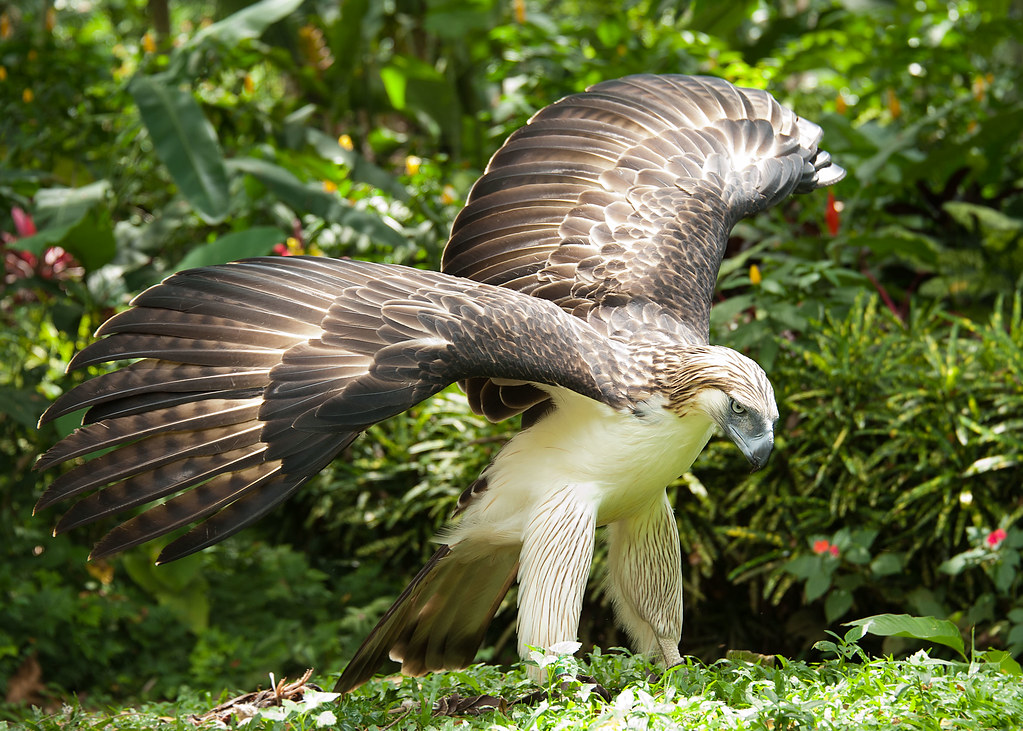 Philippine Eagle imkidd Flickr