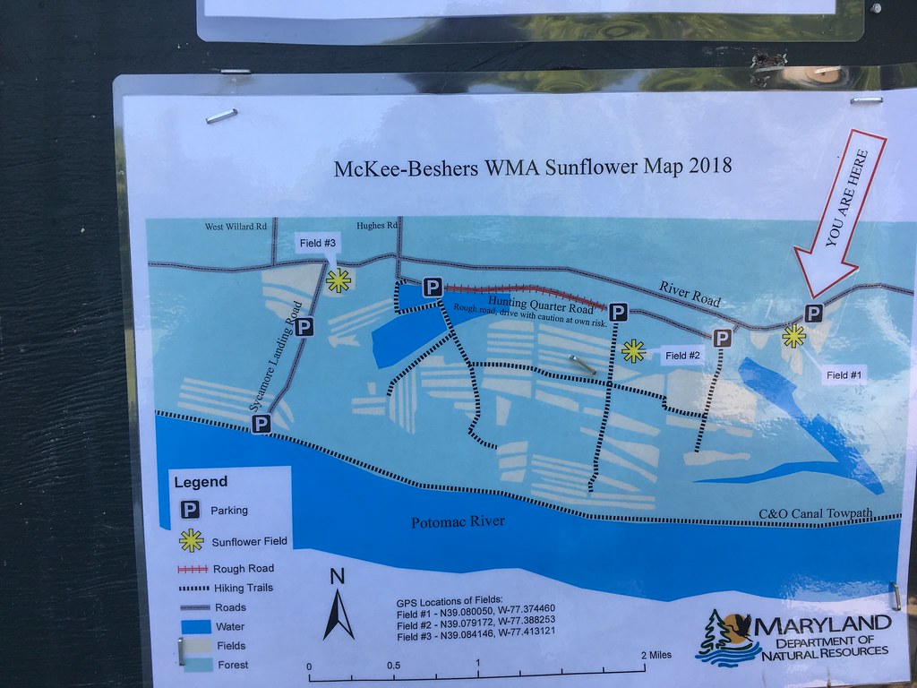 Sunflower field map McKee Beshers WMA John Shew Flickr