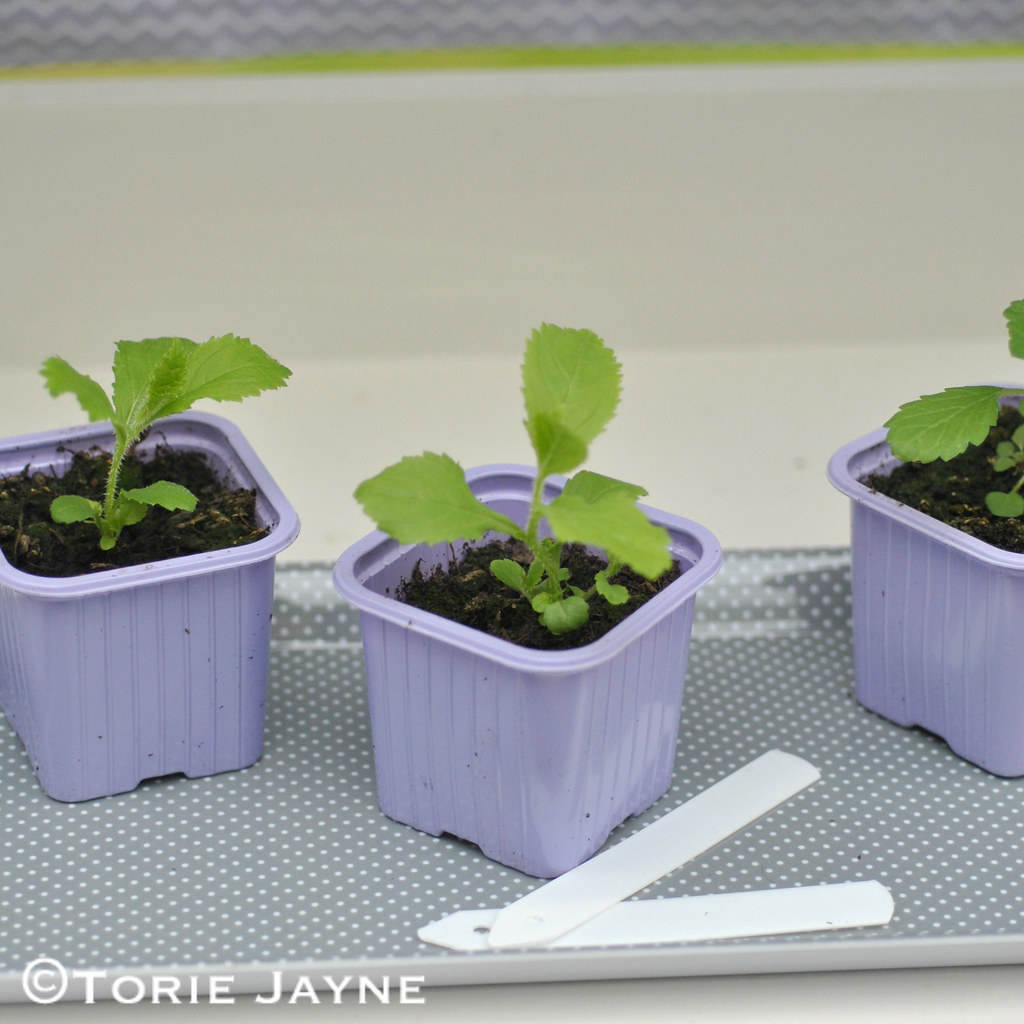 Purple plant pots Blogged at Torie BlogFacebook