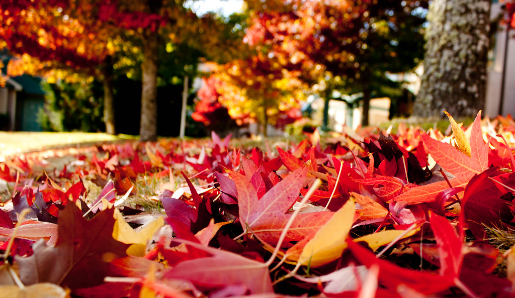 Fall Sightings My first fall experience. Taken on the grou… Flickr