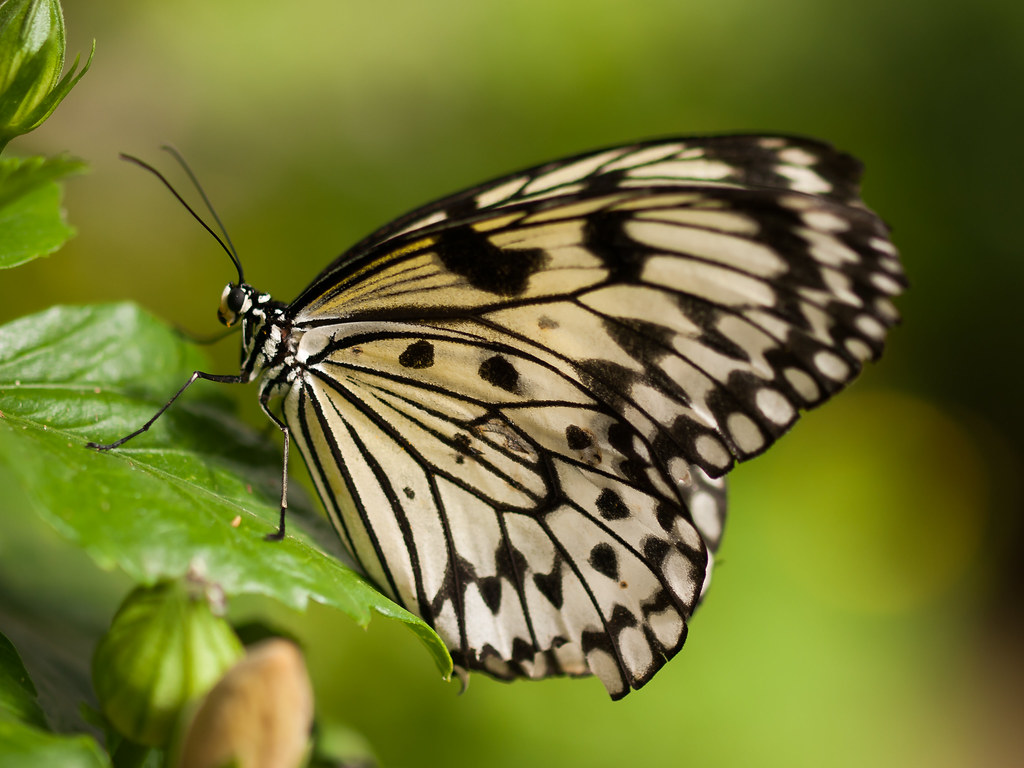 Paper Kite Butterfly Paper Kite butterfly (also known as t… Flickr