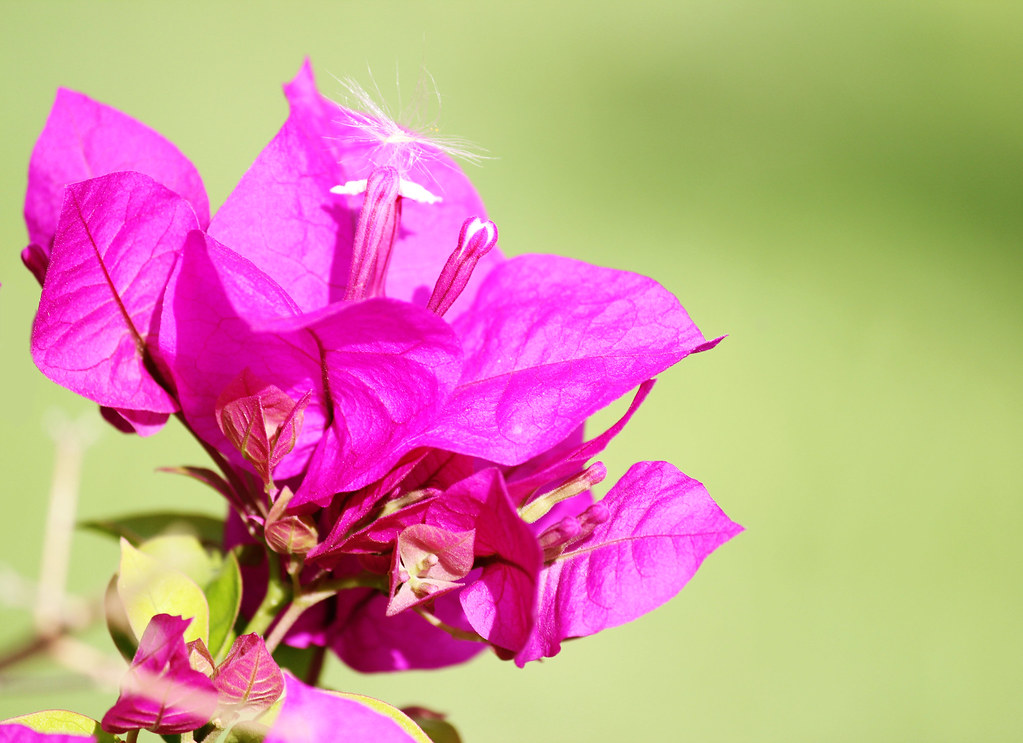 Bougainvillea / Quinta flower Feliz quinta flower a todos.… Flickr