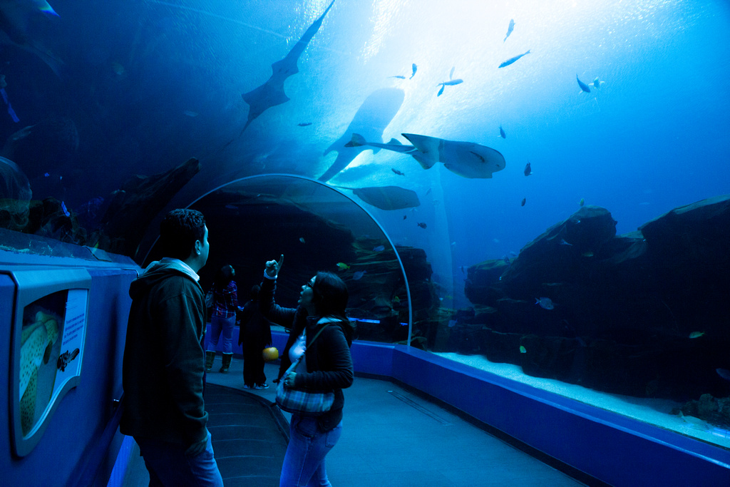 Aquarium on Halloween This Halloween I went down t… Flickr