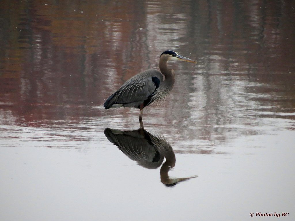 Great Blue Heron. Taken yesterday in LBL Kentucky. Chuck Flickr