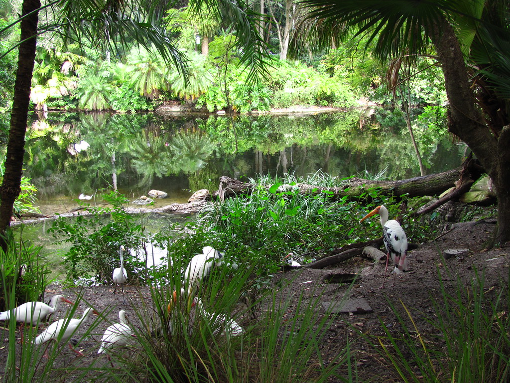Disney's Animal Kingdom Discovery Island birds Flickr