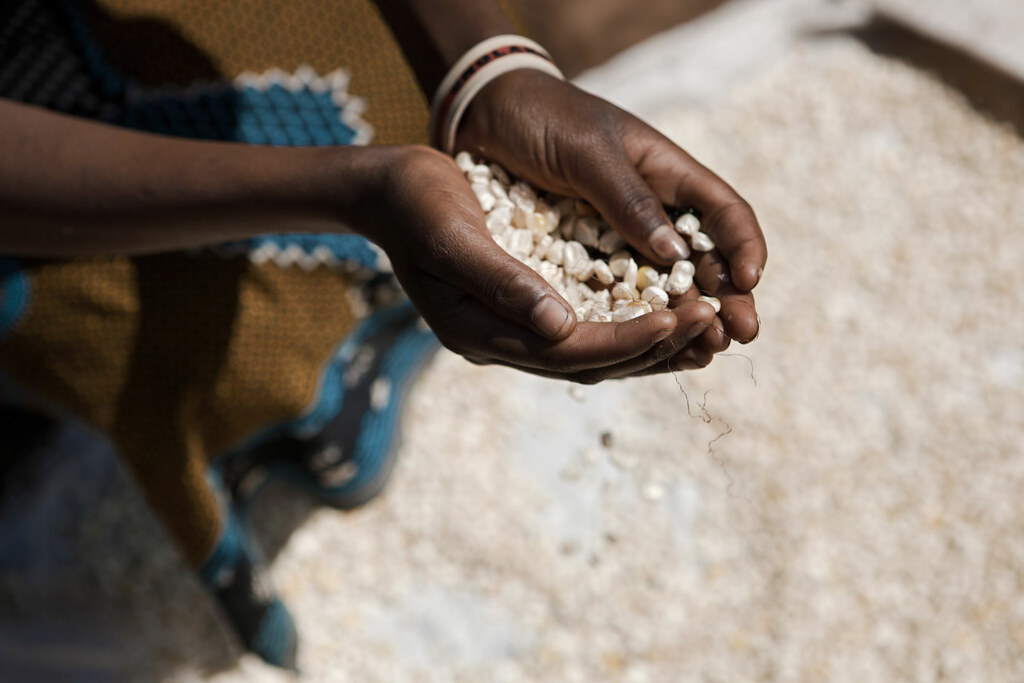 8 Chimoio, MOZAMBIQUE Maize crops used as animal feed. C… Flickr