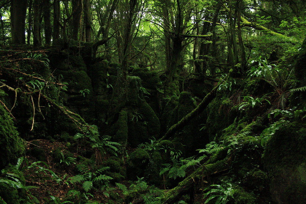 A mossy grove at Puzzlewood Sets trees rural colours… Flickr