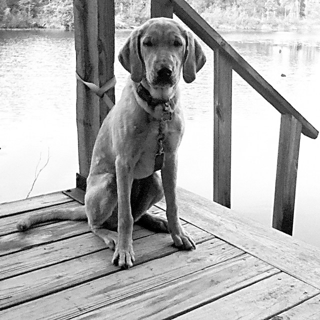 Macy_6a Yellow lab/basset hound mix RescueMe Foundation Flickr