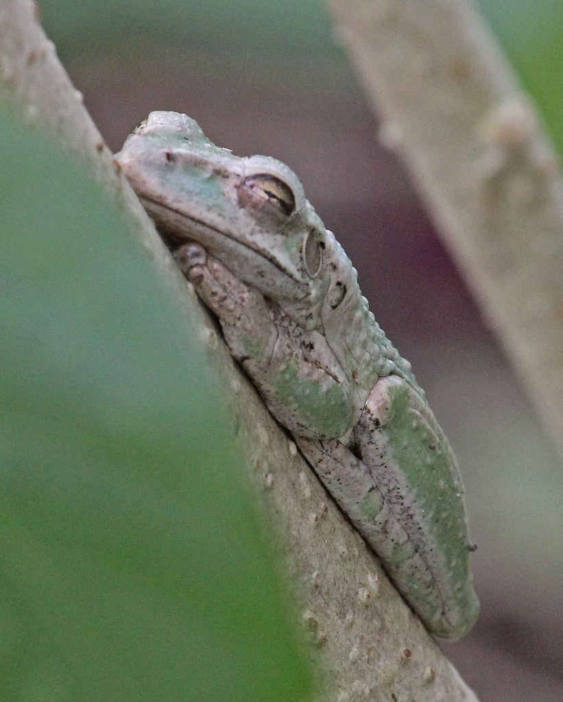 CU12_0738a Cuban Tree Frog at Havana, Cuba, 121109. Osteop… Flickr