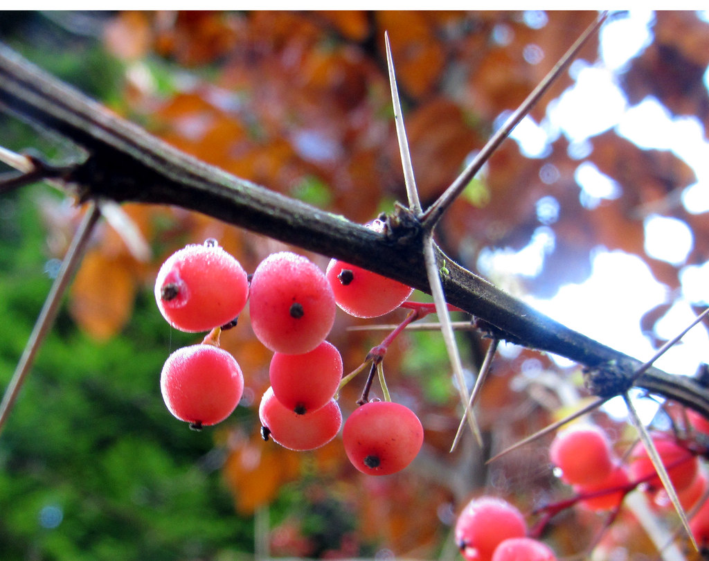 red berries and thorns malcolmlaurie Flickr