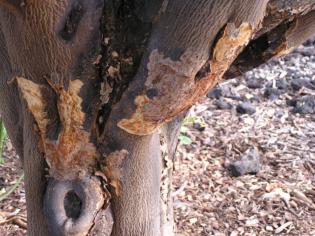 P1270084 Bark peeling of citrus stem infected with Phytoph… Flickr