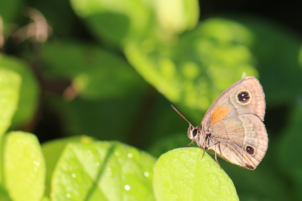 IMG_2100 Butterfly, Dominican Republic Stephen Hadley Flickr