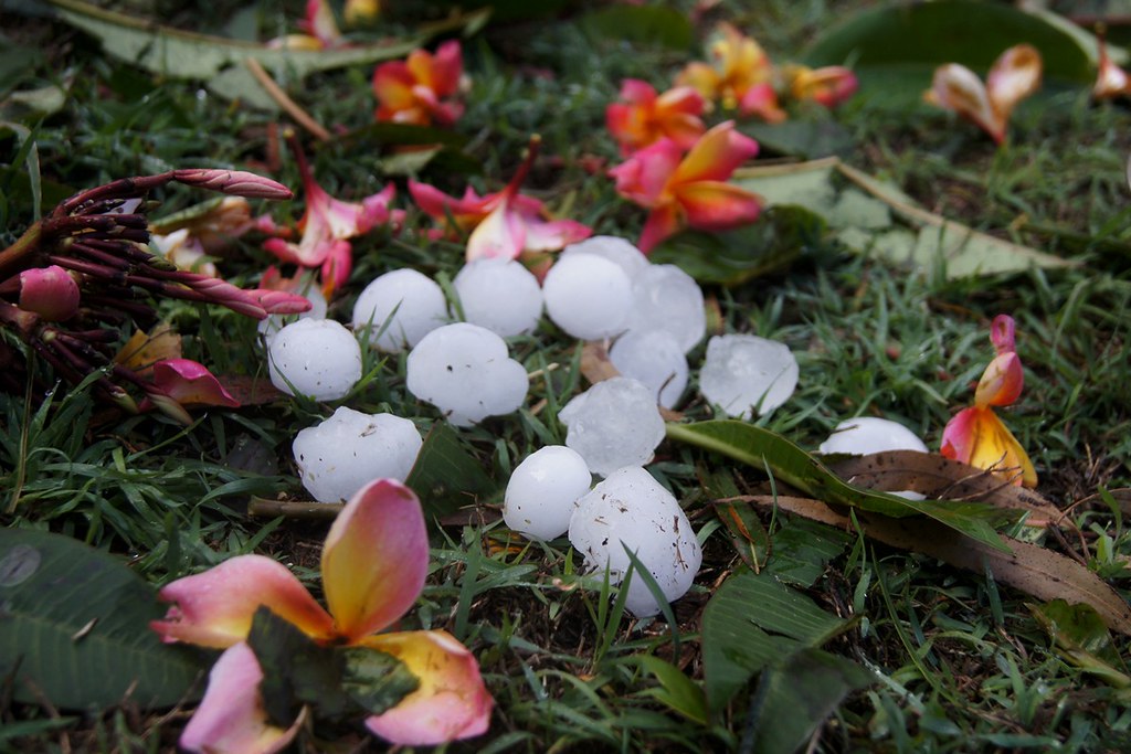 Ice and flowers after the hail storm in Brisbane 18 Nov.… Flickr