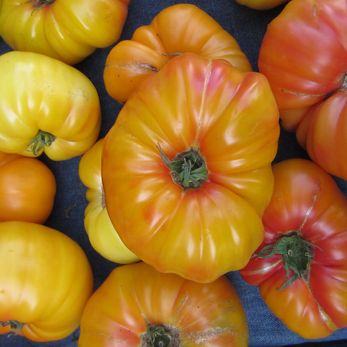 HeirLoom Tomatoes For Sale Judith Baker Montano Flickr