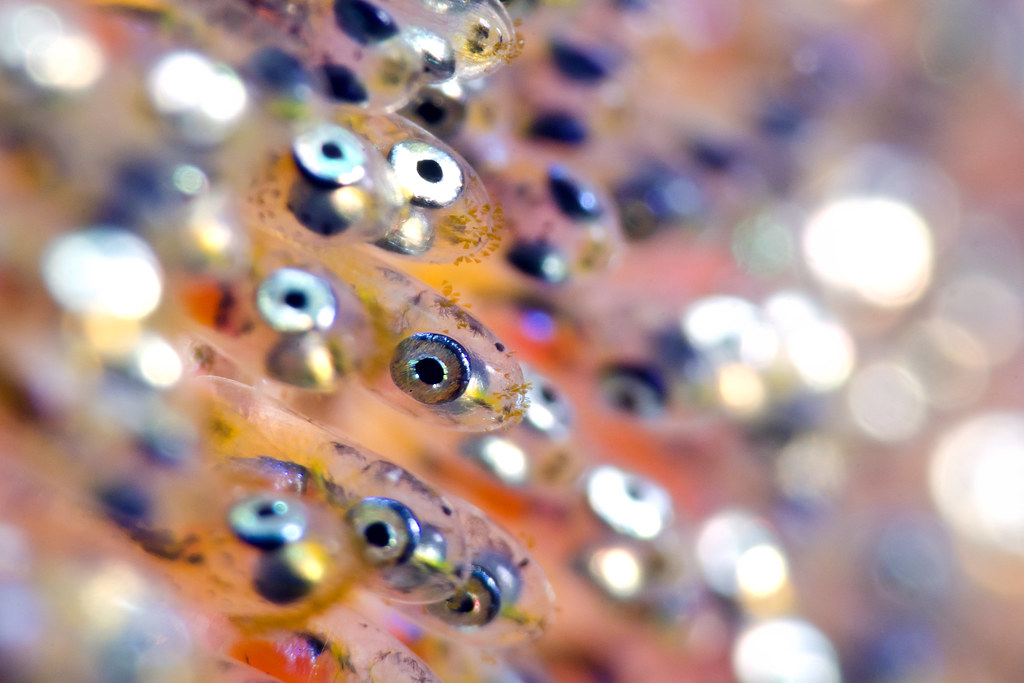 Clownfish Eggs Clownfish eggs about ready to hatch. See mo… Flickr