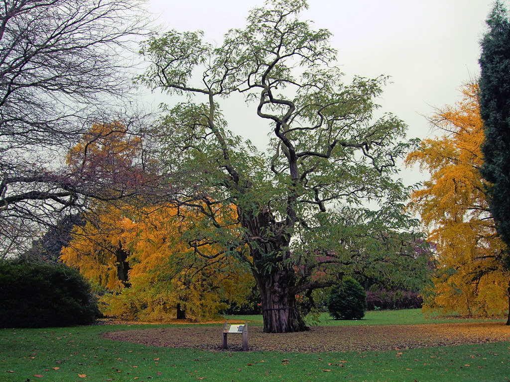 A Black Locust Tree In Kew Gardens London. Black Locust … Flickr