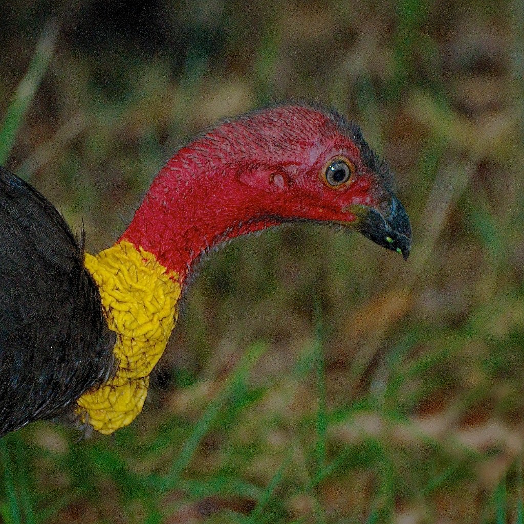Australian Brushturkey The large yellow wattle tells me t… Flickr