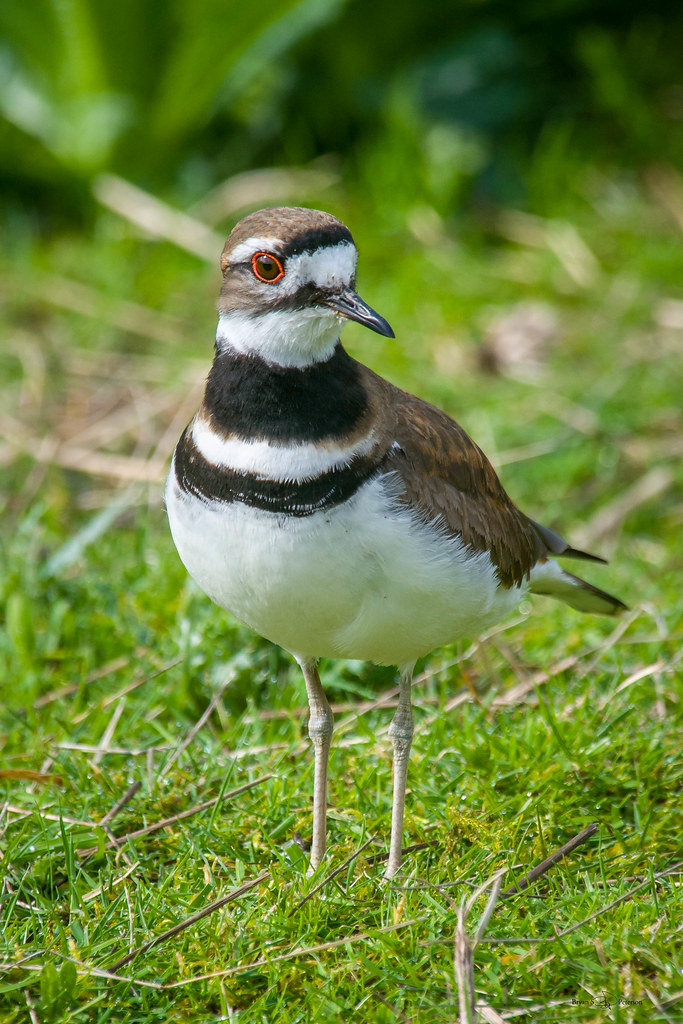 Red Eyes Killdeer "Charadrius vociferus" If you have ever … Flickr