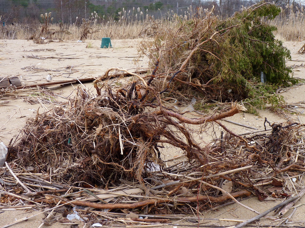 Fallen red cedar Dendroica cerulea Flickr