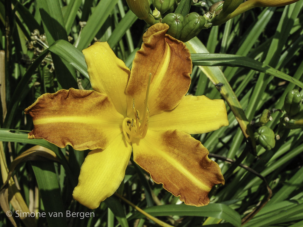 Six Petals Yellow Flower The Thames River Path in Reading,… Flickr