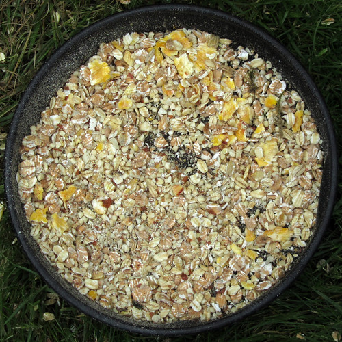 bird food Norwich, Norfolk, England, UK Leo Reynolds Flickr