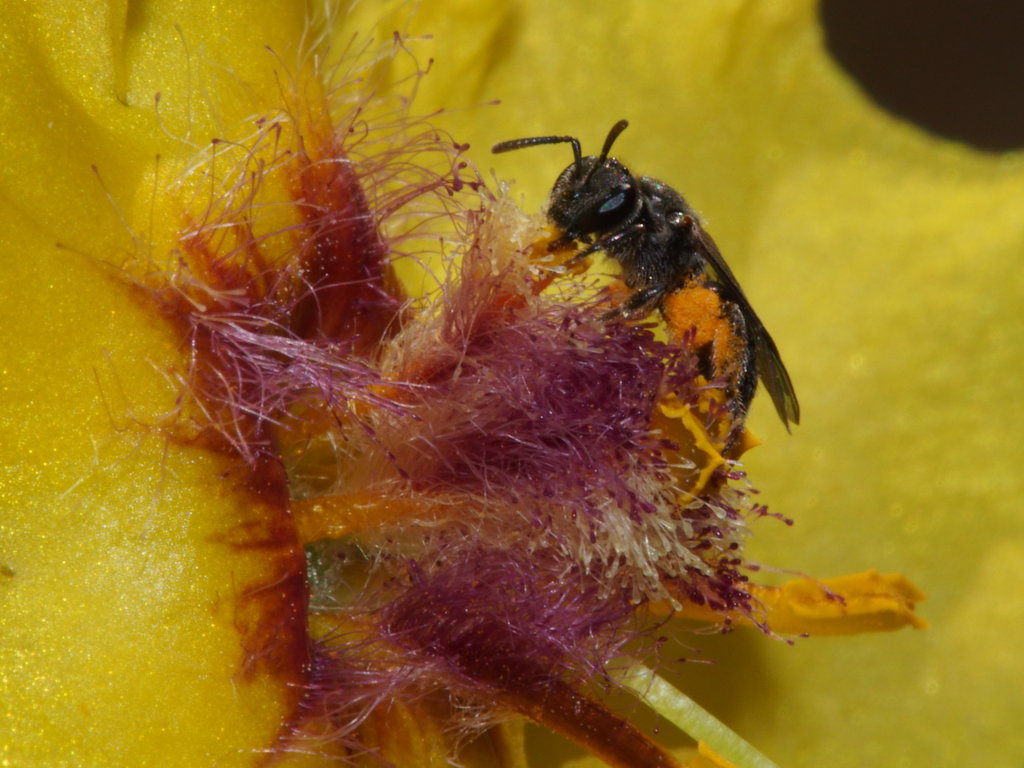 Native New Zealand Bee Native New Zealand Bee pollinating … Flickr