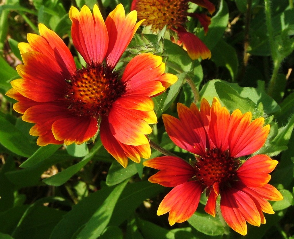 Indian Blanket seen near Craig, Montana Larry Myhre Flickr