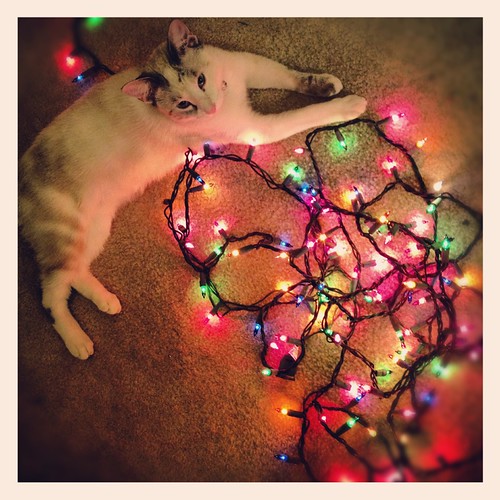 Bella Cat Siamese Christmas Lights Holiday Decorating Tree… Flickr