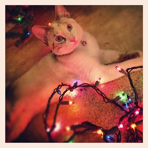 Bella Cat Siamese Christmas Lights Holiday Decorating Tree… Flickr