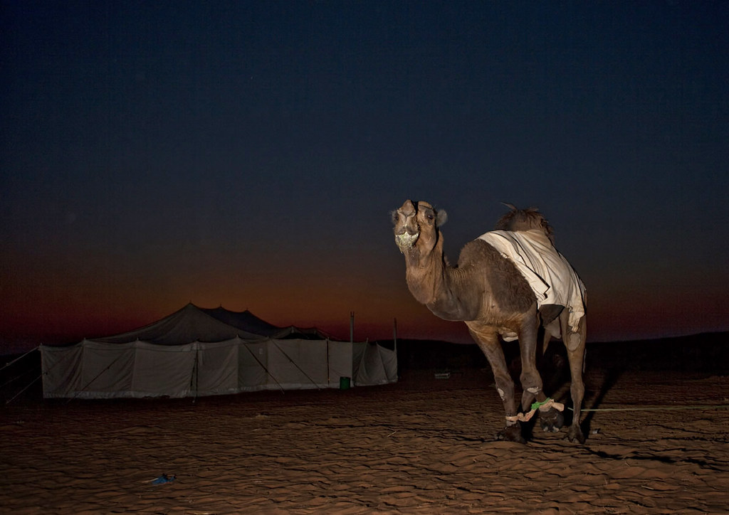 Camel in the desert at night, Saudi Arabia Arab poets