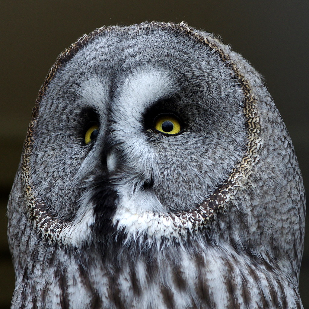 Great Grey Owl or Lapland Owl (Strix nebulosa) Laplanduil,… Flickr