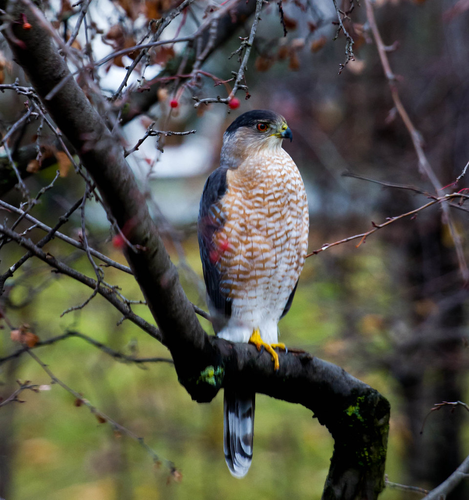 Cooper's Hawk? Surprise visitor Ginkgo7 Flickr