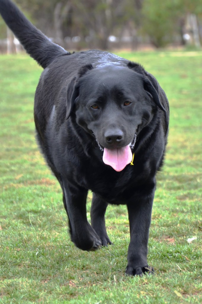 Delta Dog Delta Dogs Animal Animals 114 Gordon Anderson Flickr