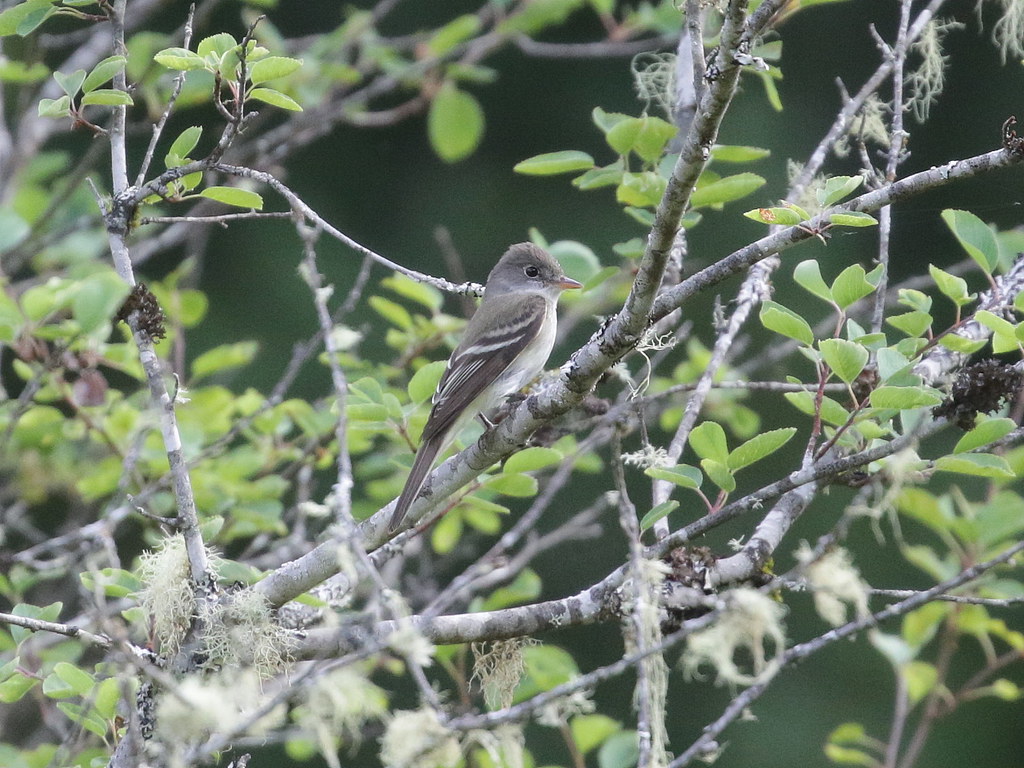 Alder/Willow Flycatcher Bacon Creek, Skagit County, WA Flickr