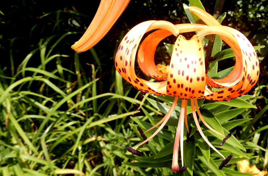 tiger lily 2, with bud I know. Tigers have stripes, not sp… Flickr