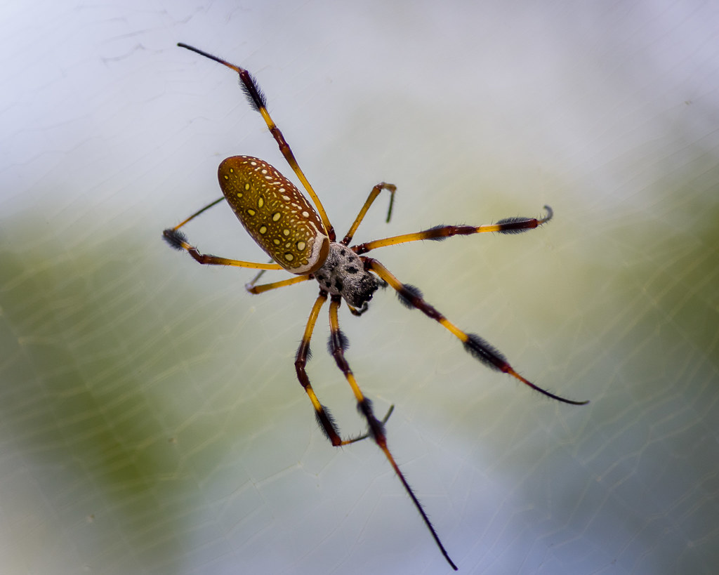 Golden Silk Spider Golden silk spider, aka golden orb weav… Flickr