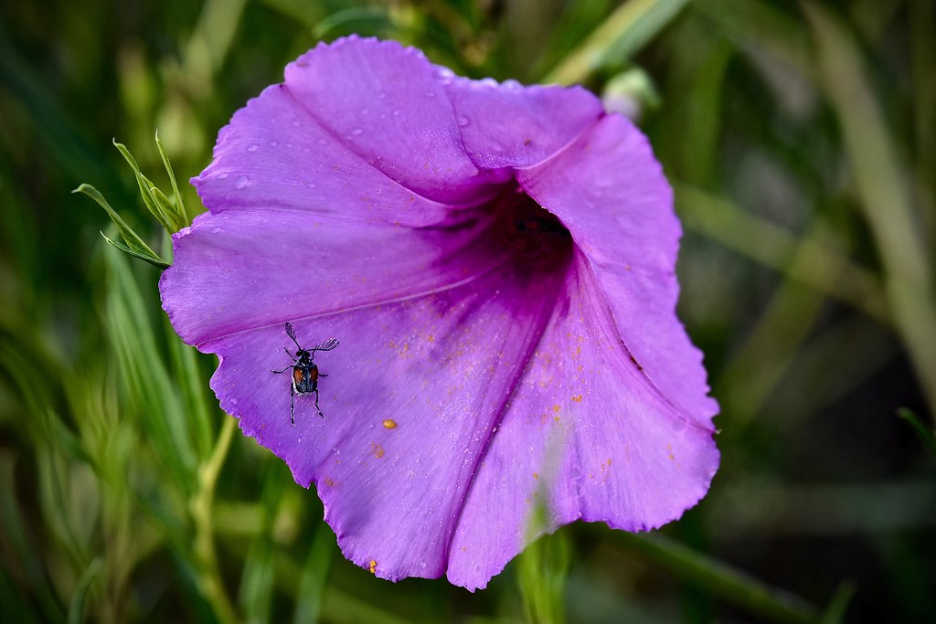 On Bindweed Flower Beetle Pollinator with FanShaped Ante… Flickr