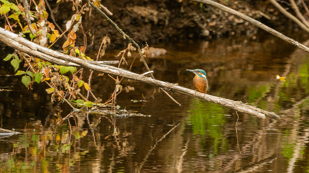 DSC_9756Edit KINGFISHER davie ch Flickr