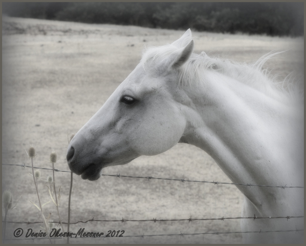 True Beauty This horse with scars on her neck and getting … Flickr