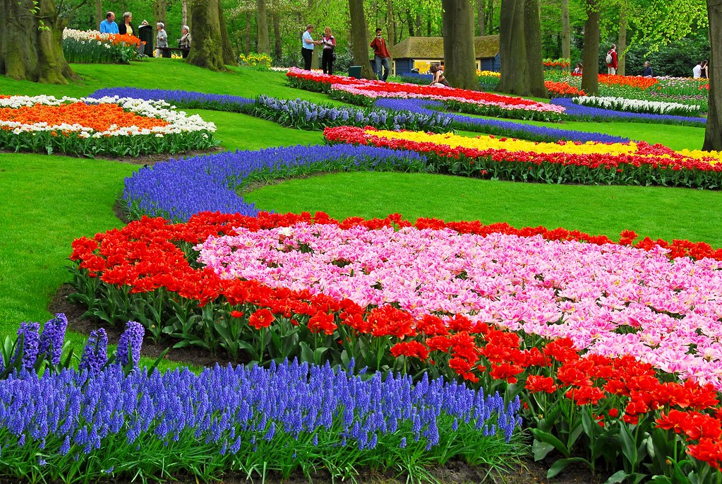 Gambar-Pemandangan-Taman-Bunga-Foto-Bunga-Tulip-Flower-Gar… | Flickr 685_X_1023_jpg
