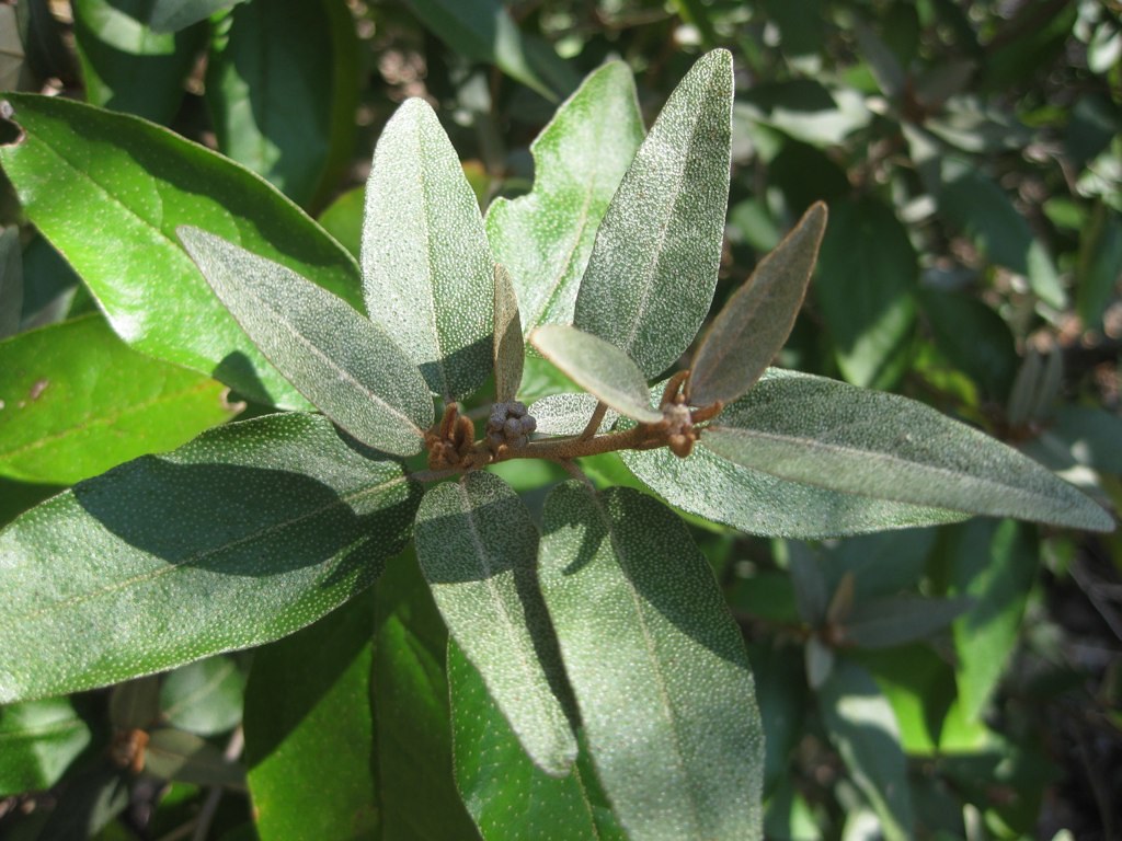 Texabama croton (Croton alabamensis var. texensis) Bill Dodd Flickr