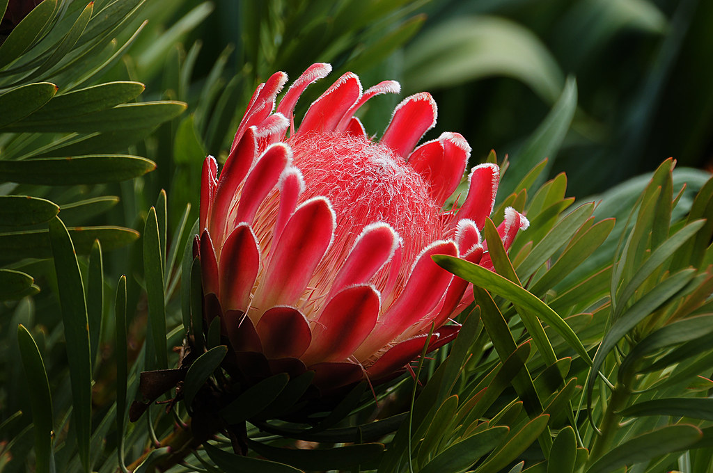 Proteas. Proteas are effulgent flowers that challenge and … Flickr