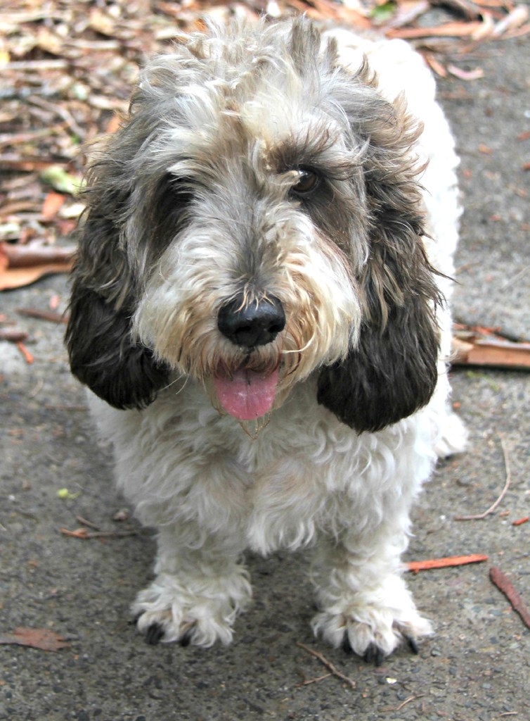 Rough coated French bassett hound Karren Corbett Flickr