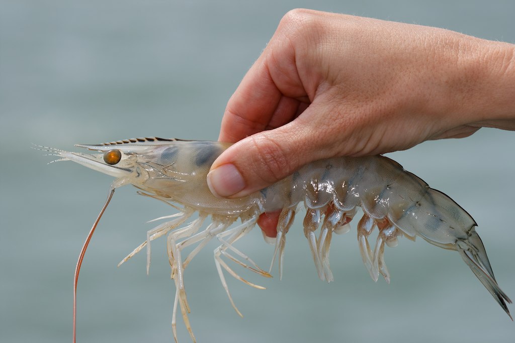 TAMUK Biology 1307 (20090424) Flickr