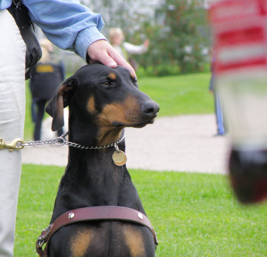 Doberman guide OLYMPUS DIGITAL CAMERA smerikal Flickr