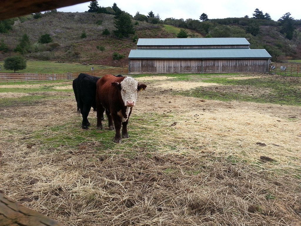 Left Coast Grassfed/Tom Kat Ranch Flickr